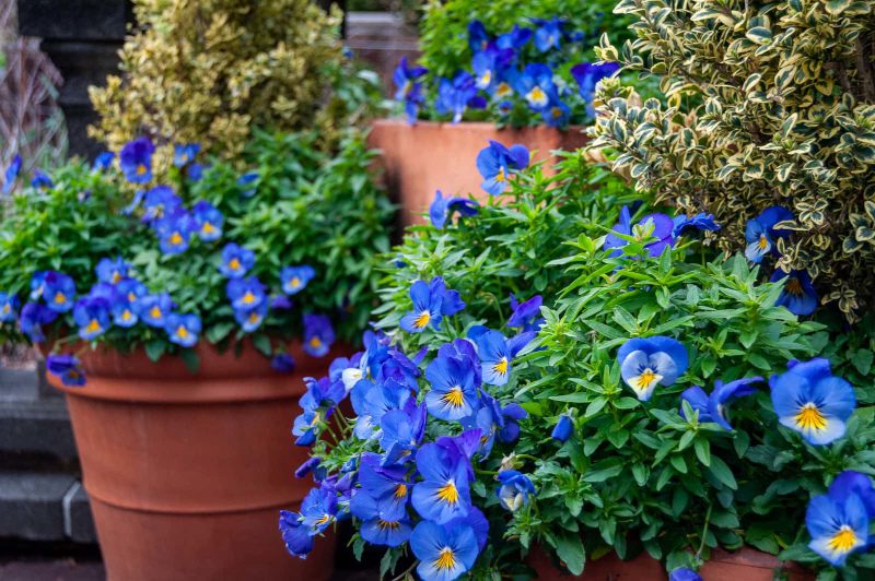 Landscaping Design & Installation, Columbia, SC
