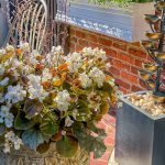 Backyard Landscape Design